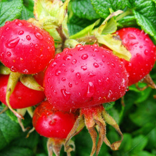 WOO™ Rosehip Oil, 100% Organic