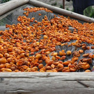 WOO™ Apricot Oil