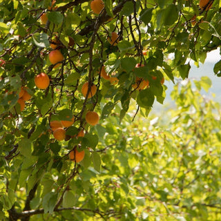 WOO™ Apricot Oil